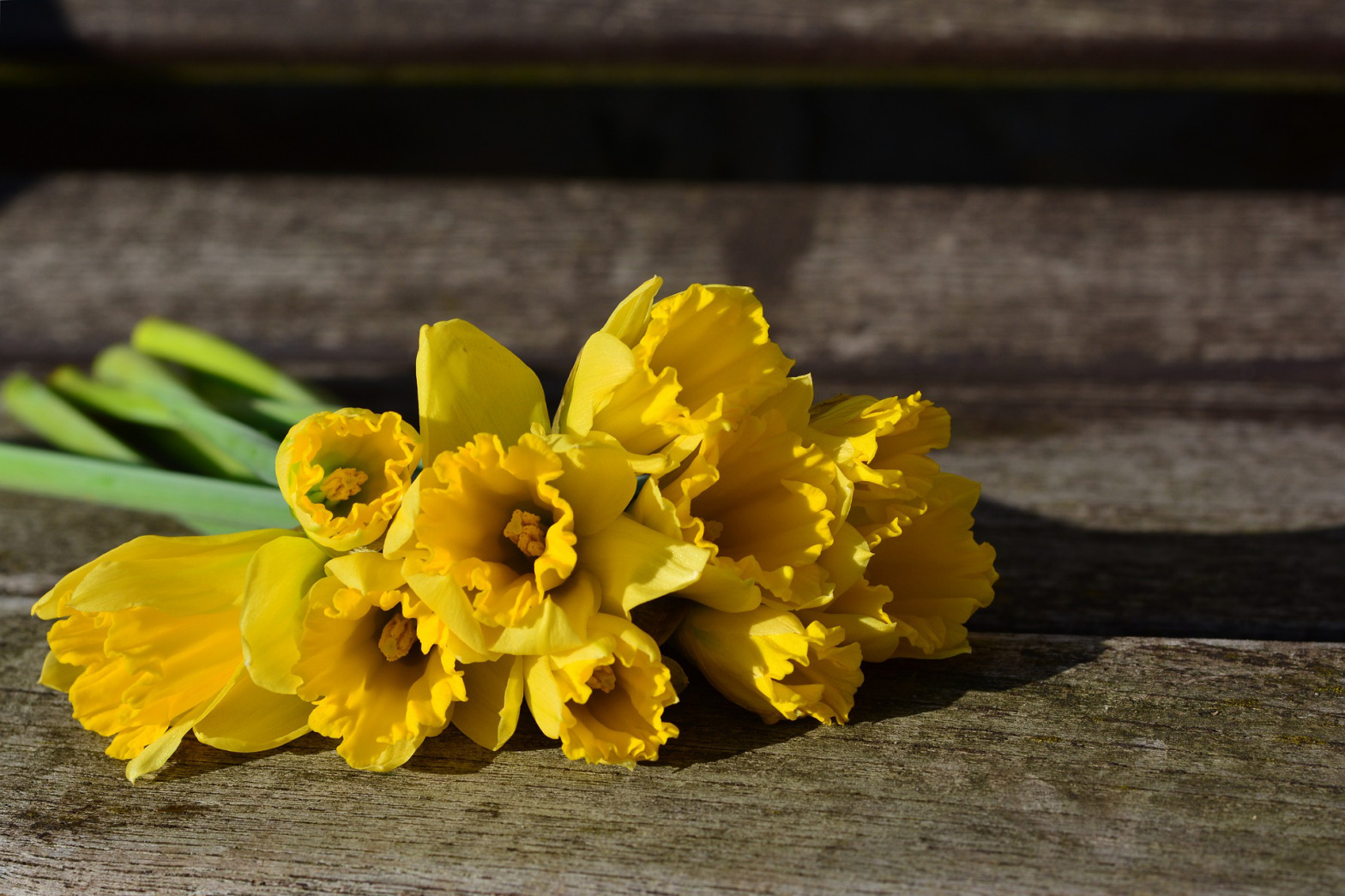 daffodils-3152611_1920