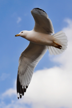 Seagull_in_flight_by_Jiyang_Chen