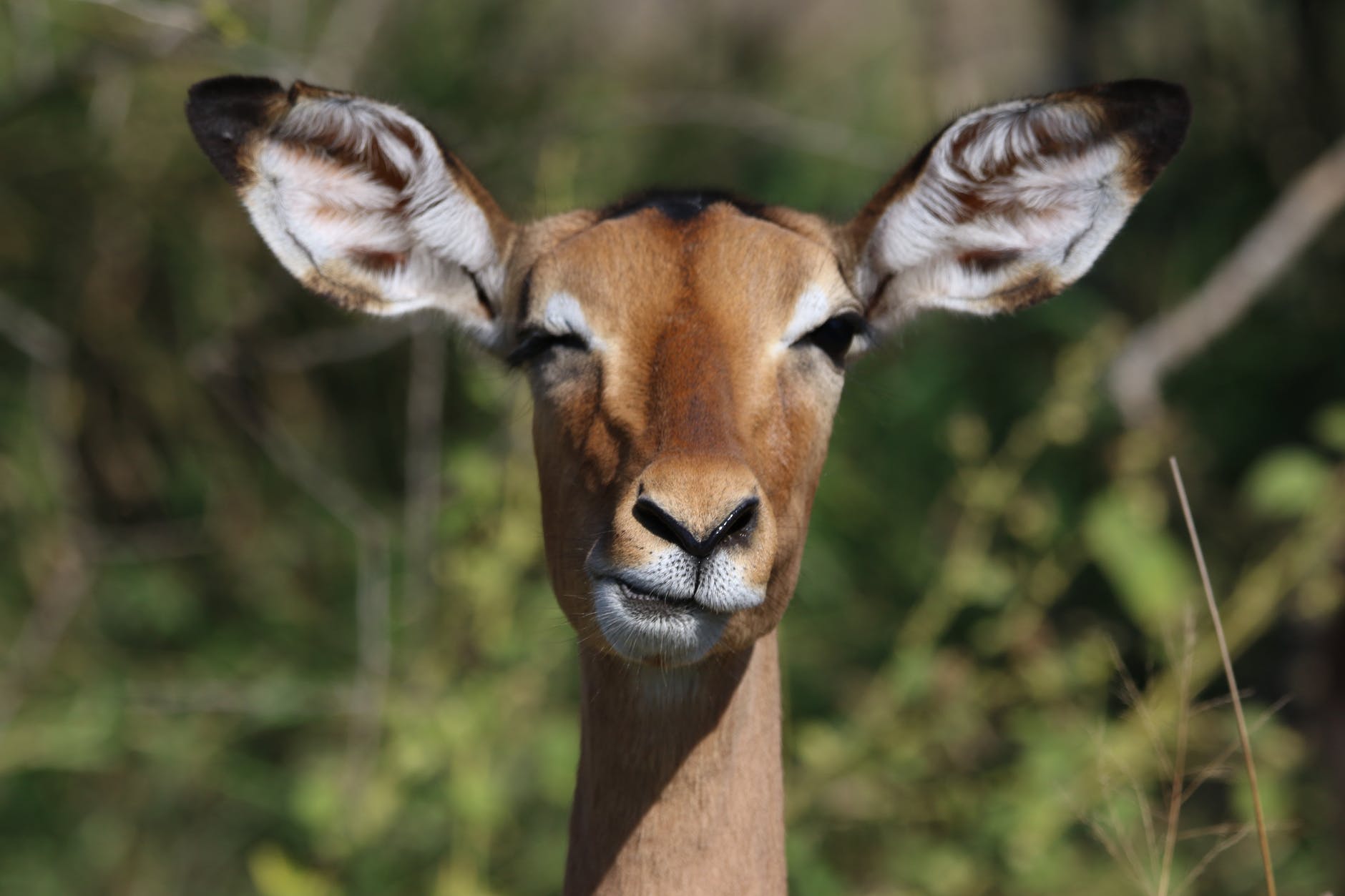 animal antelope barbaric buck