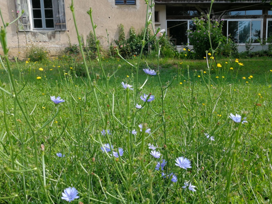 chicory and cat's ears